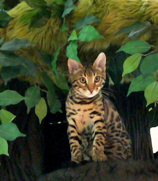  Best Cat Tree for Bengal Cats